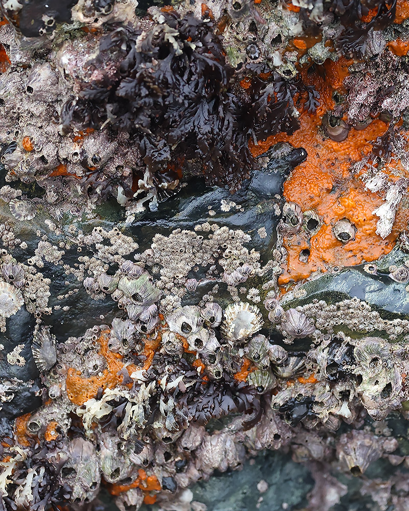 Rock face