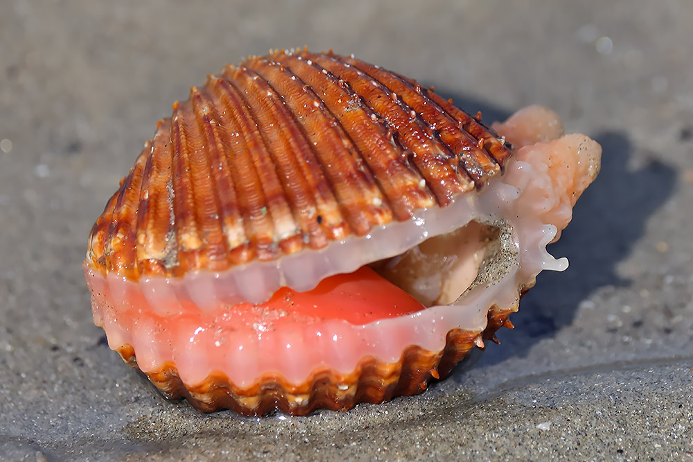 Rough cockle