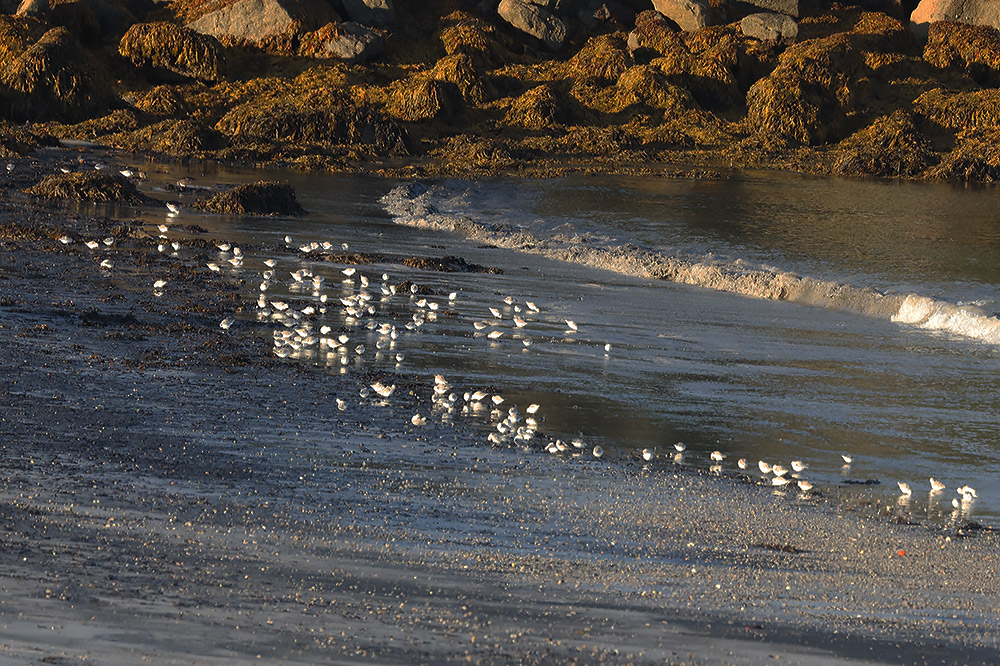 Sanderling