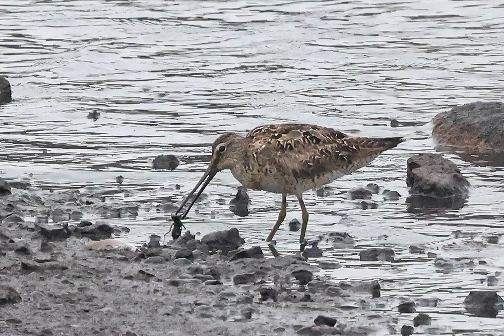 Short-billed dowitcher
