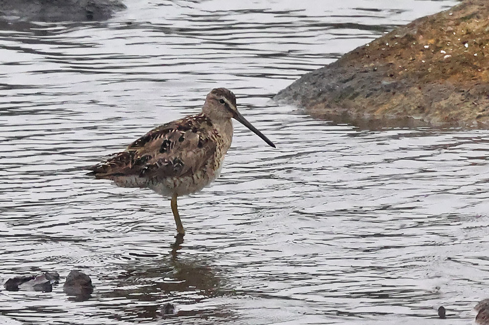 Short-billed dowitcher