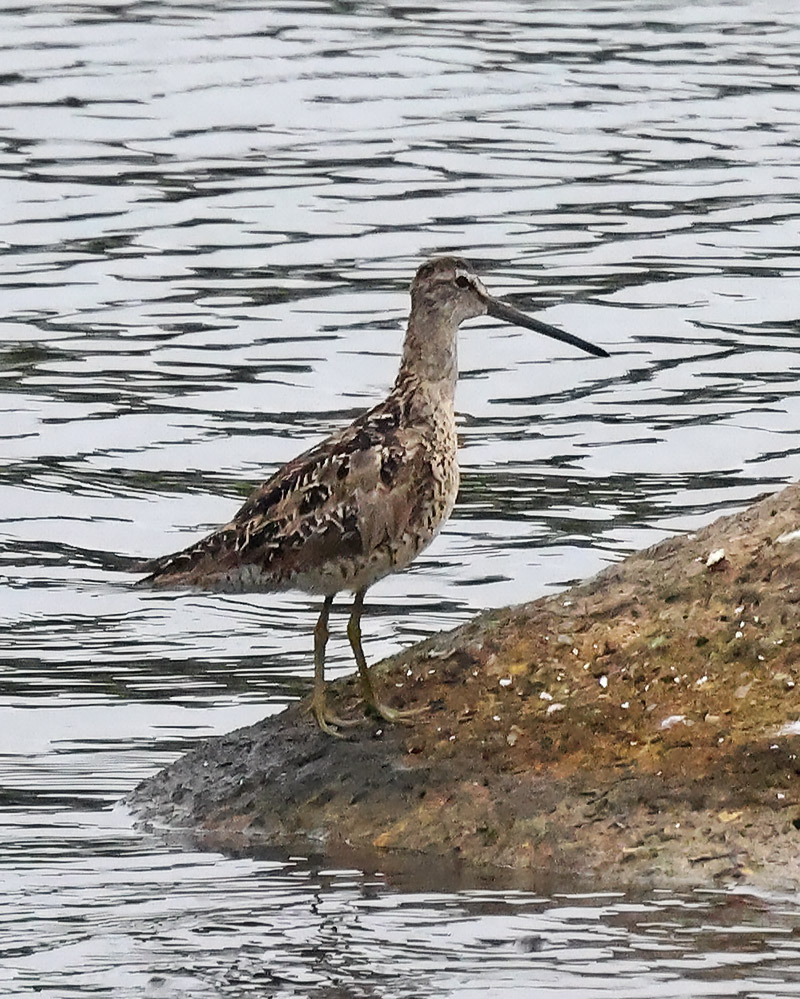 Short-billed dowitcher