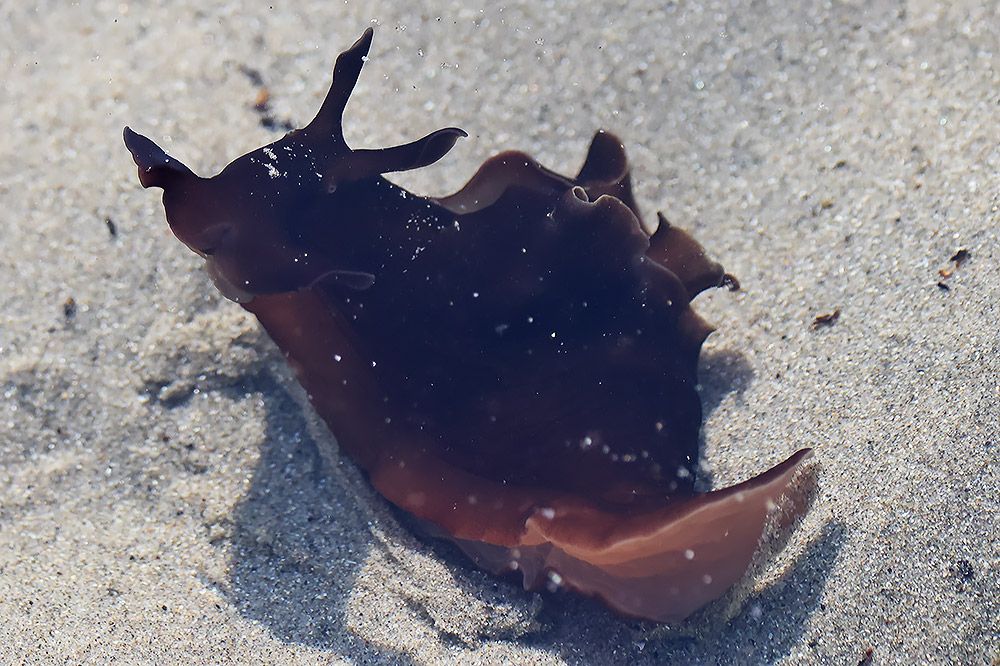 Spotted sea hare