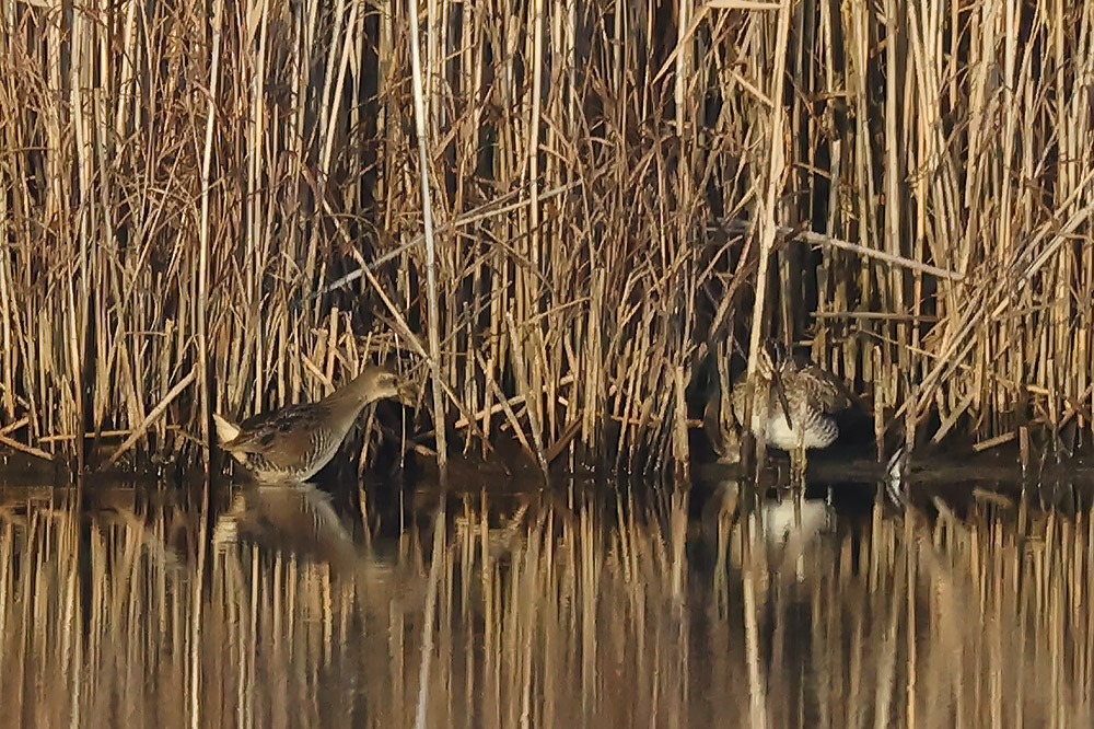 Sora and snipe
