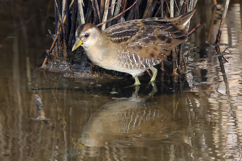 Sora