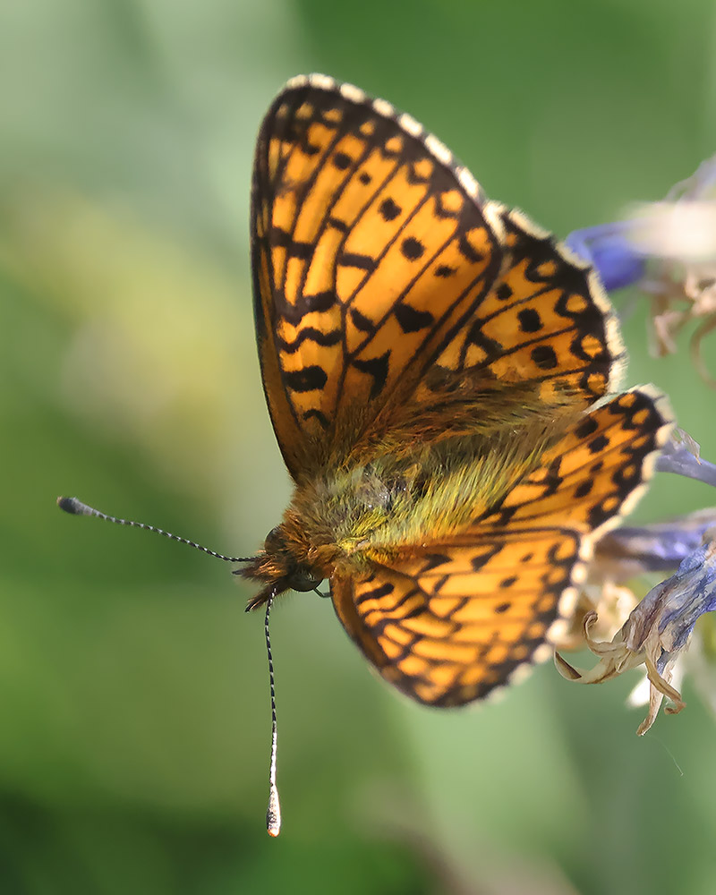 Small pearl-bordered fritillary