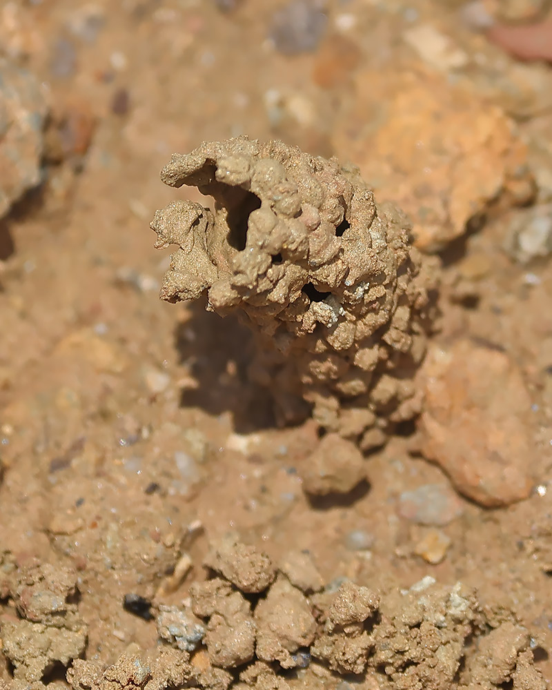 Spiny mason wasp chimney