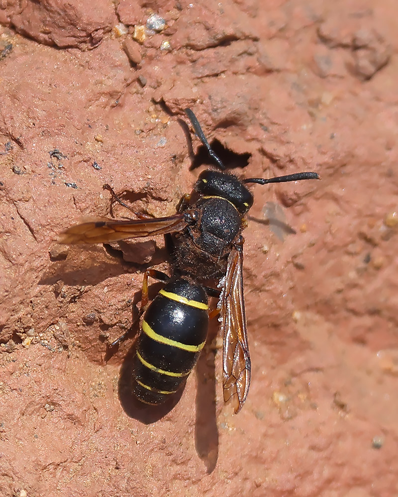 Spiny mason wasp