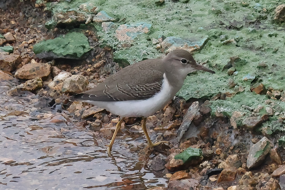 Spotted sandpiper