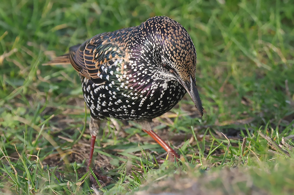 Starling