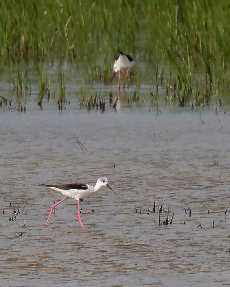 Black-winged stilts