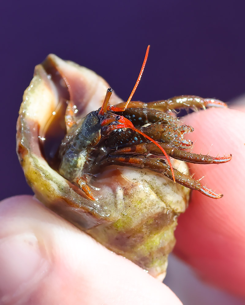 St Piran's hermit crab
