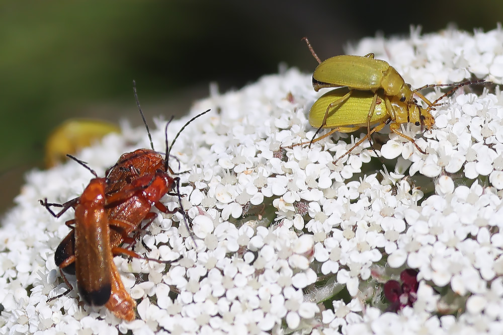Sulphur beetles