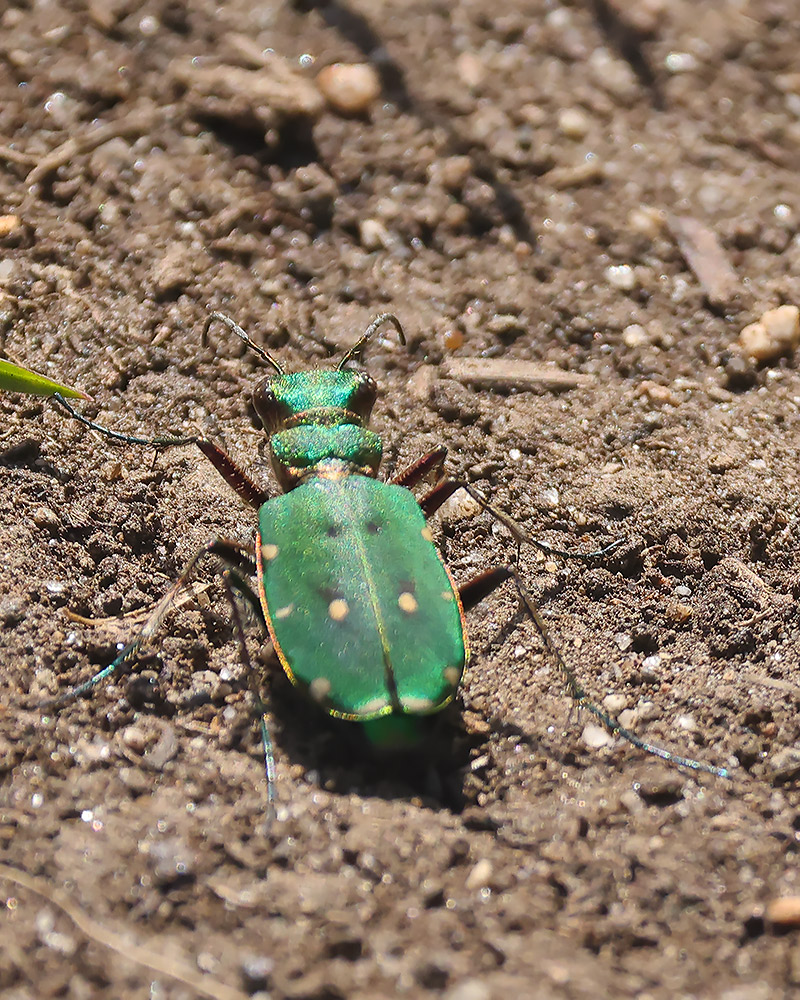 Green tiger beetle