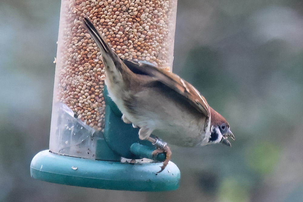 Tree sparrow