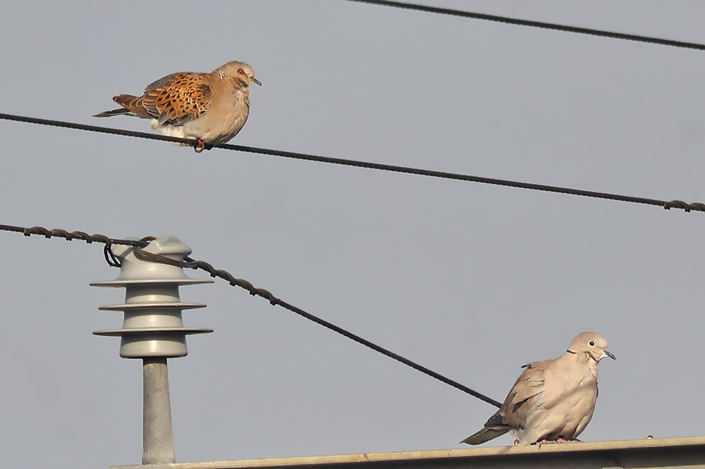 Turtle and collared doves
