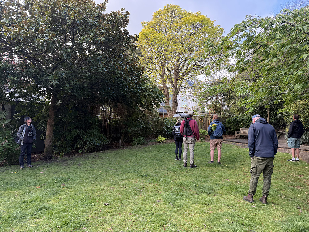 Twitching warblers