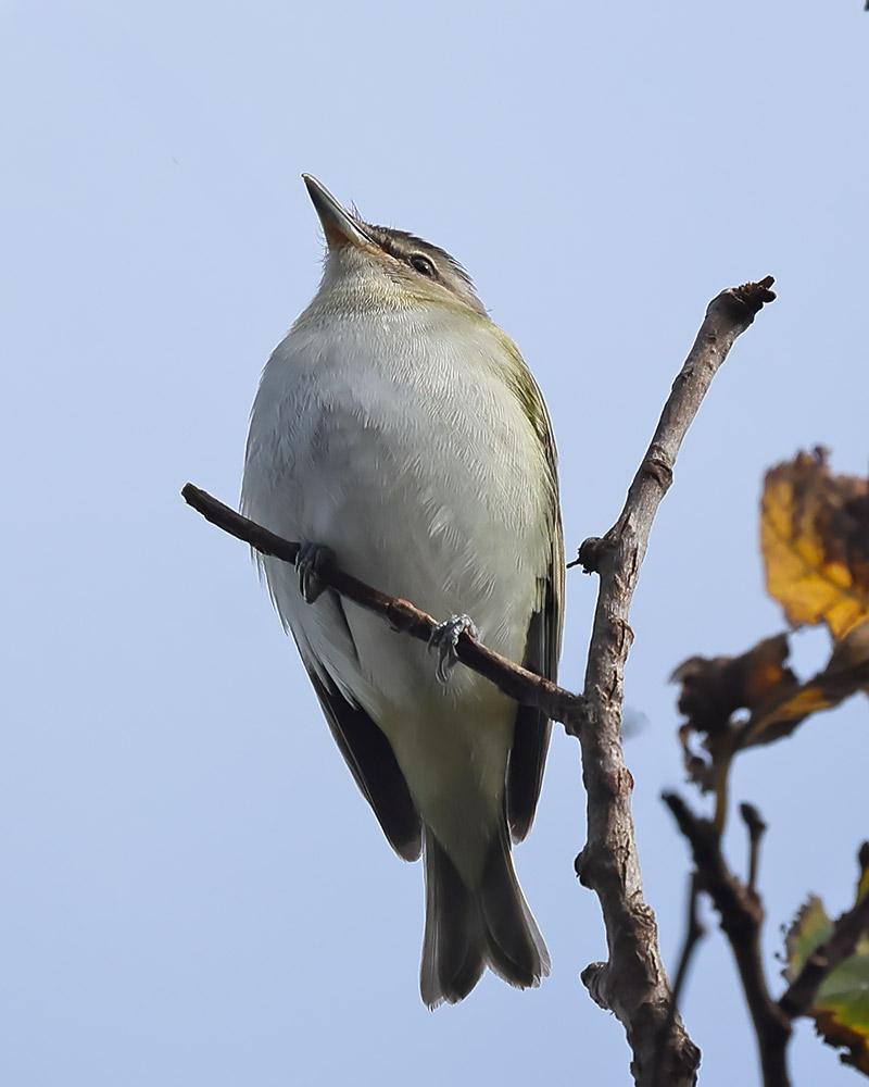 Red-eyed vireo