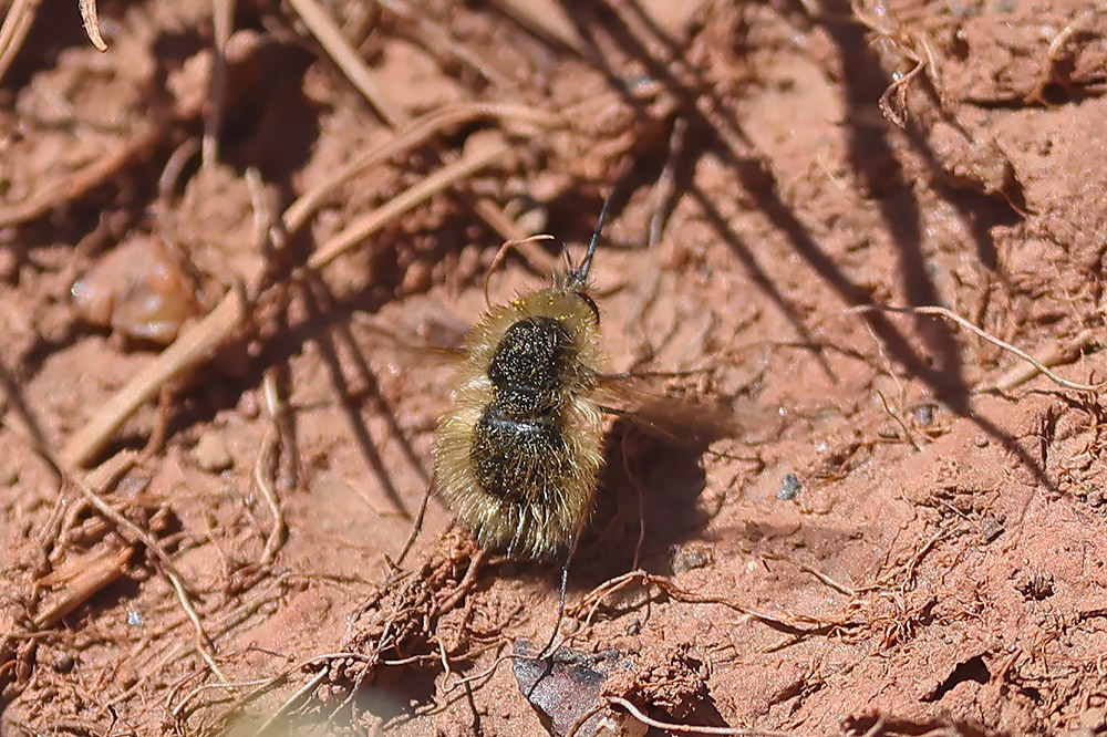 Western bee fly