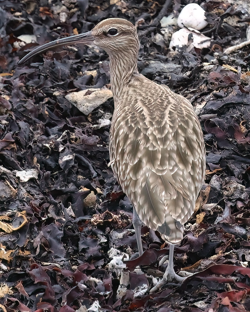 Whimbrel