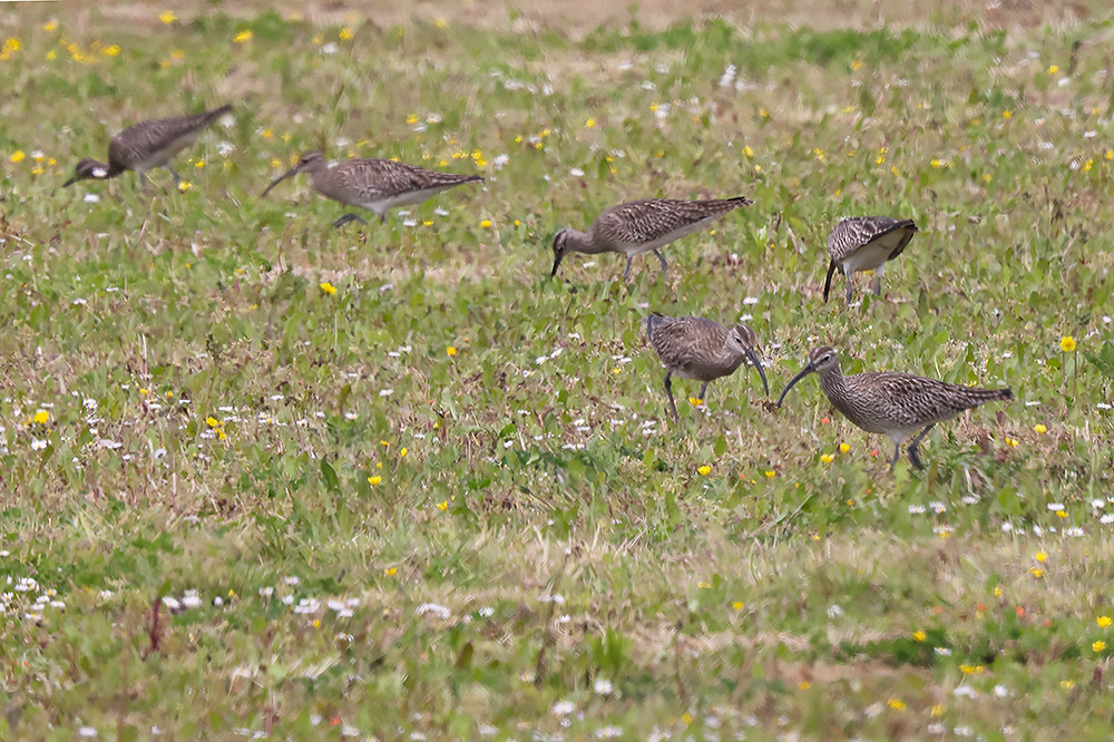 Whimbrel