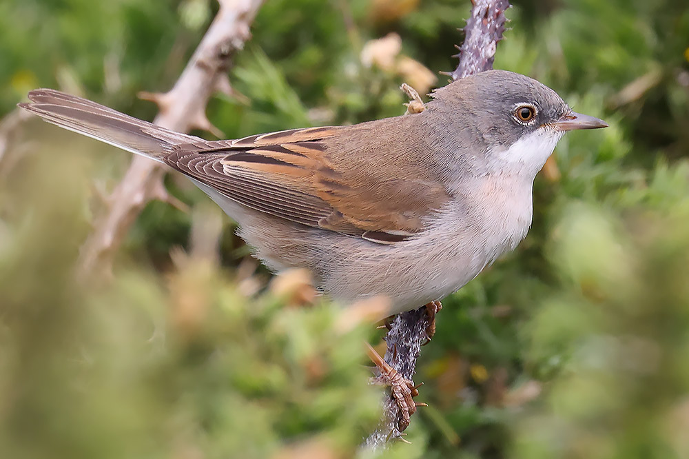 Whitethroat