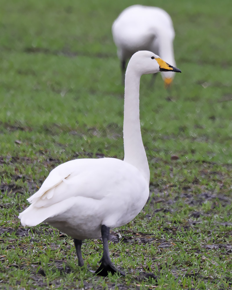 Whooper swan