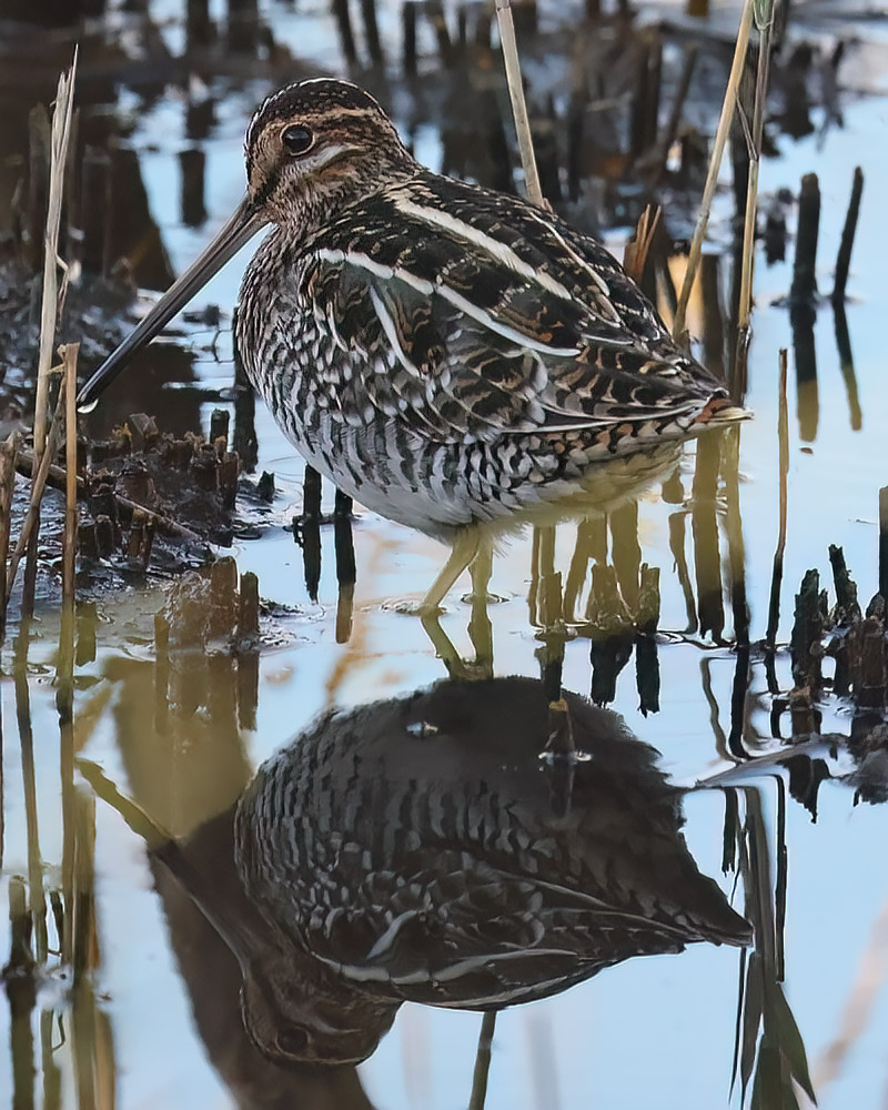 Wilson's snipe