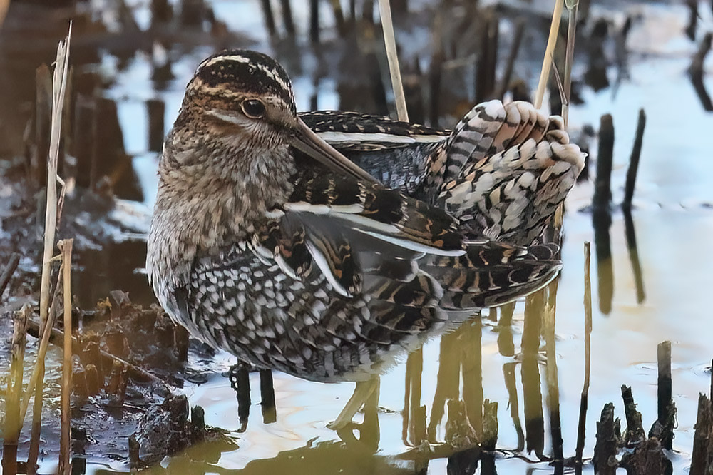Wilson's snipe