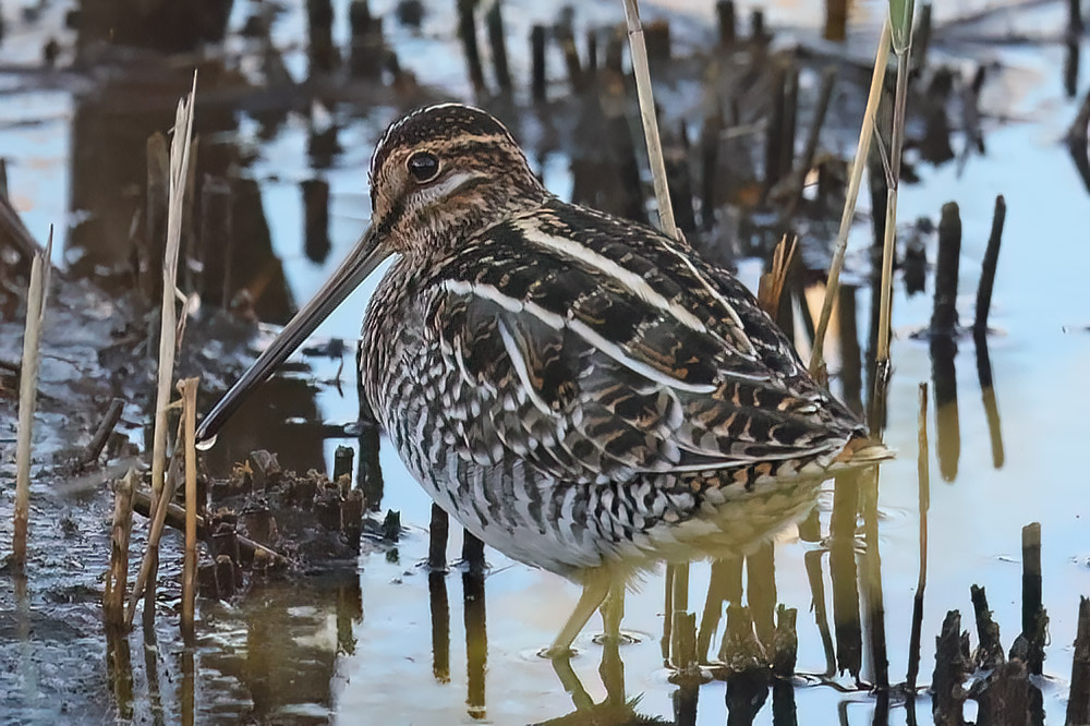 Wilson's snipe