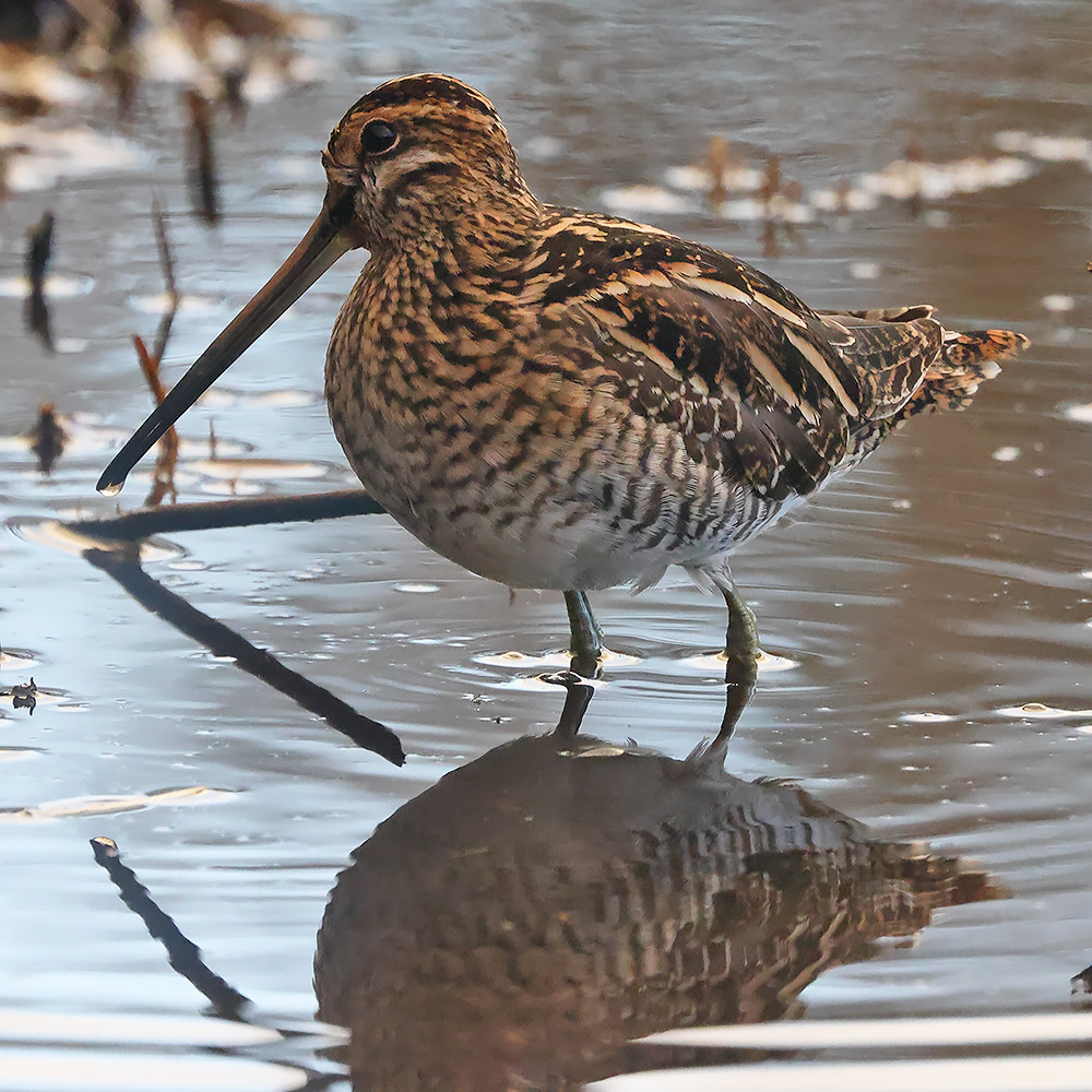 Wilson's snipe?