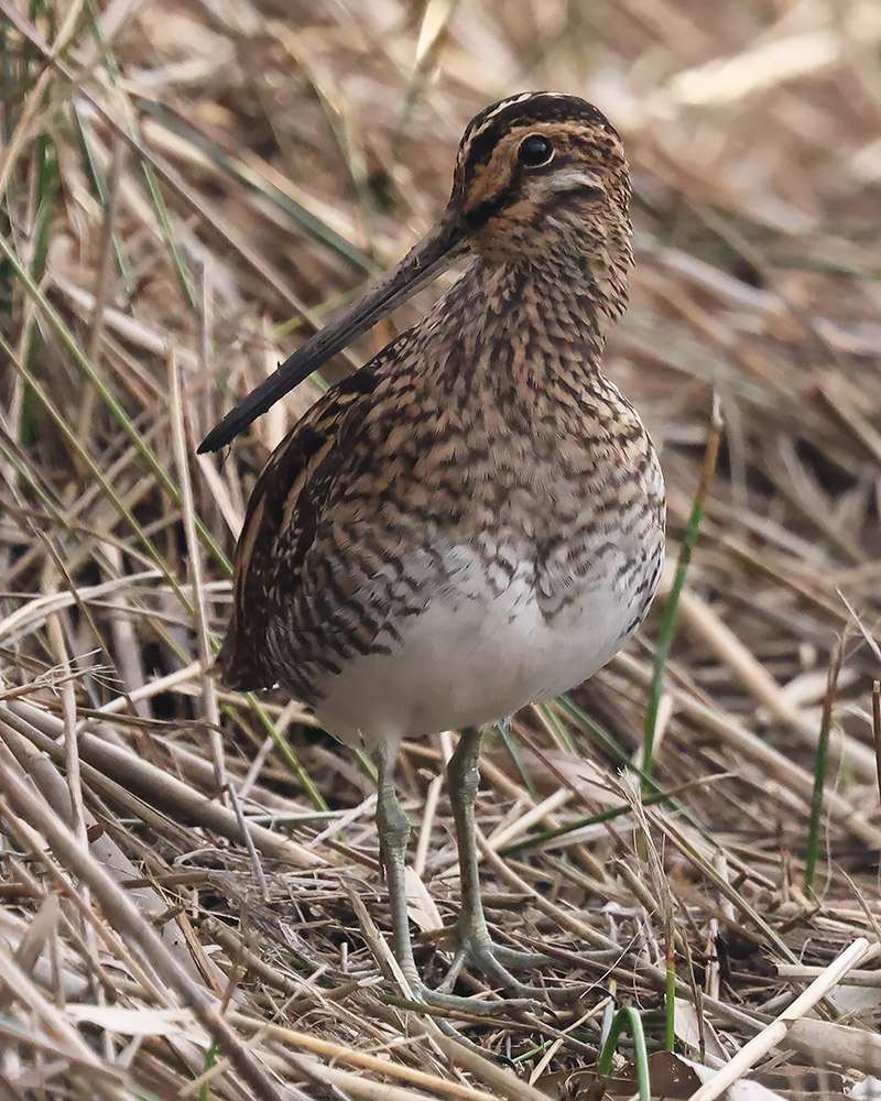 Wilson's snipe?