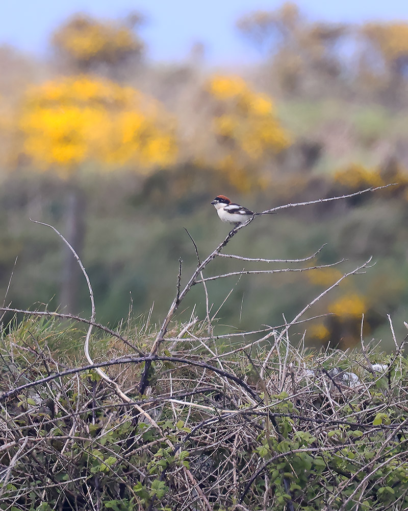 Woodchat shrike