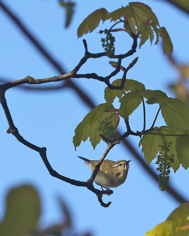 Yellow-browed warbler