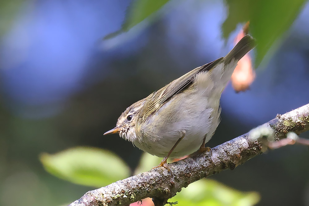 Yellow-browed warbler