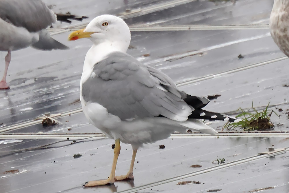 Yellow-legged gull