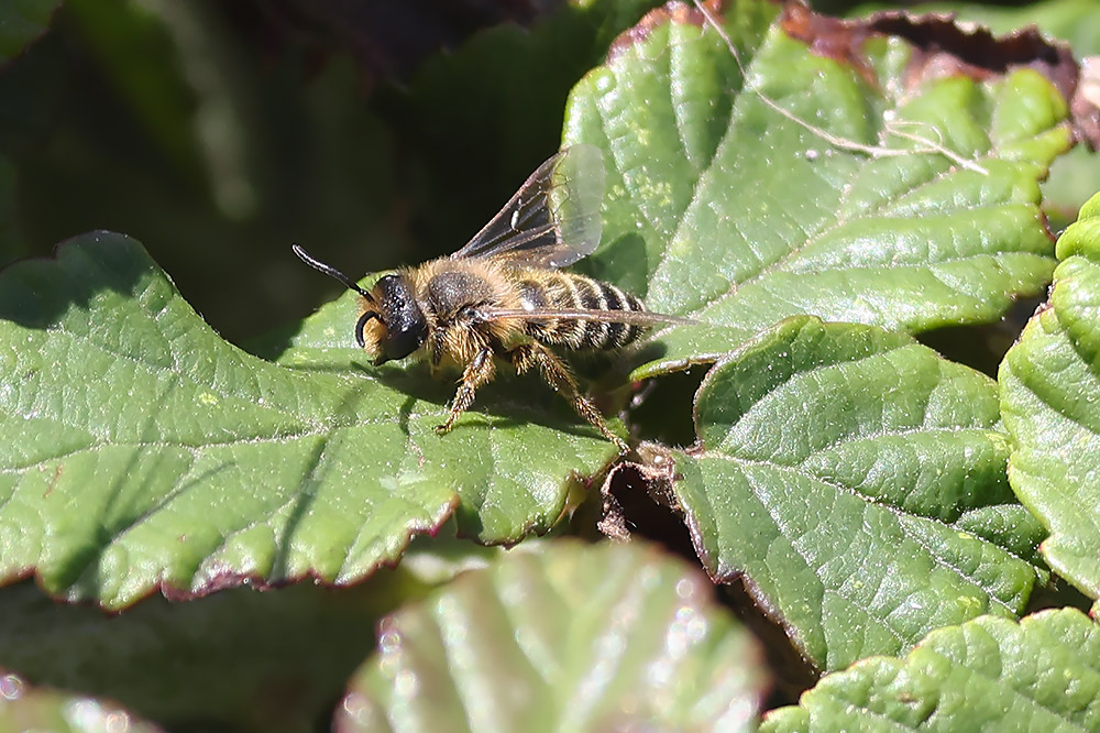 Yellow-legged mining bee