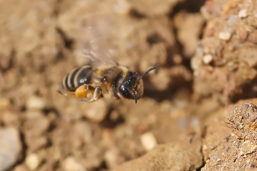 Yellow-legged mining bee