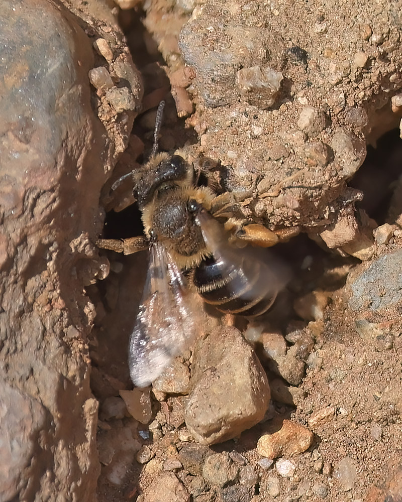 Yellow-legged mining bee
