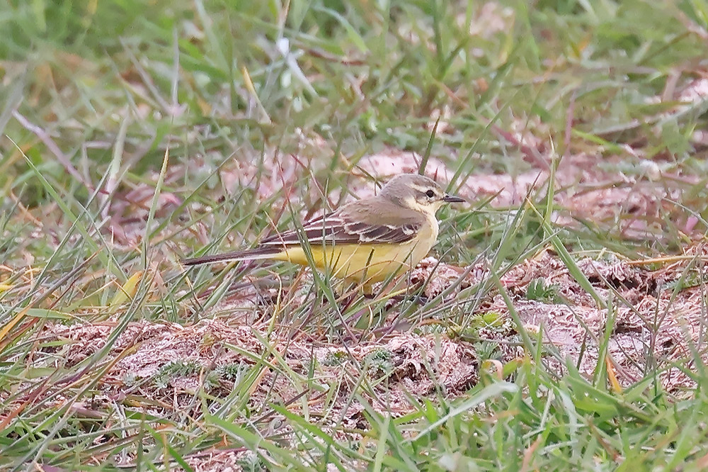 Yellow wagtail