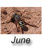 June 2026
