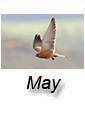 May 2026