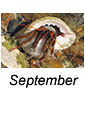 September 2026