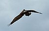 webpelican.jpg
