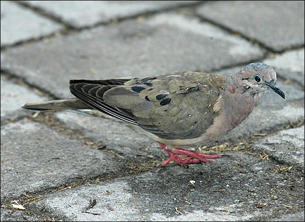 webeareddove1.jpg