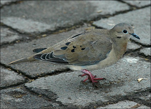 webearedove2.jpg
