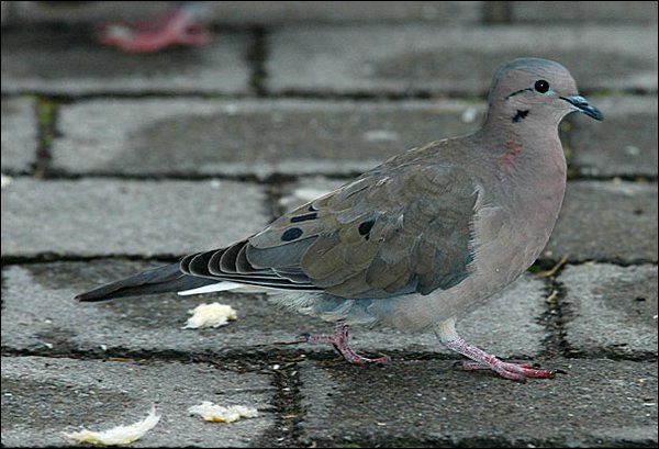 webearedove3.jpg