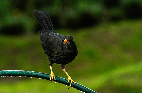 webgthrush1.jpg