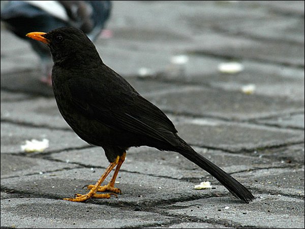 webgthrush2.jpg
