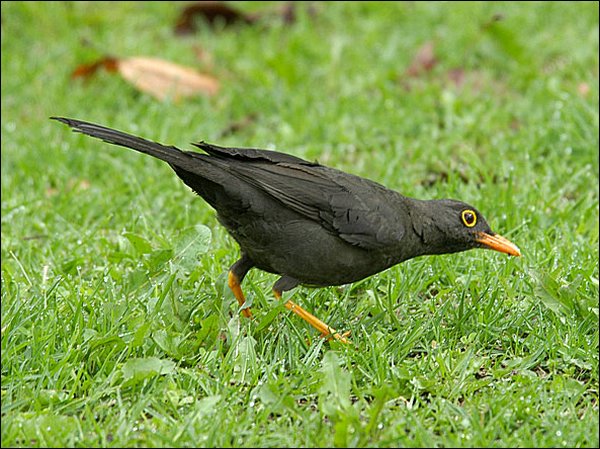 webgthrush3.jpg